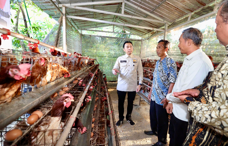 Ibas Tinjau Peternakan Ayam Petelur di Pacitan, Dorong Penguatan Pangan Desa